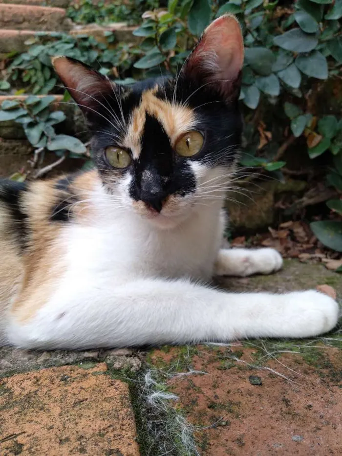 Gato ra a Srd idade 1 ano nome Mimi