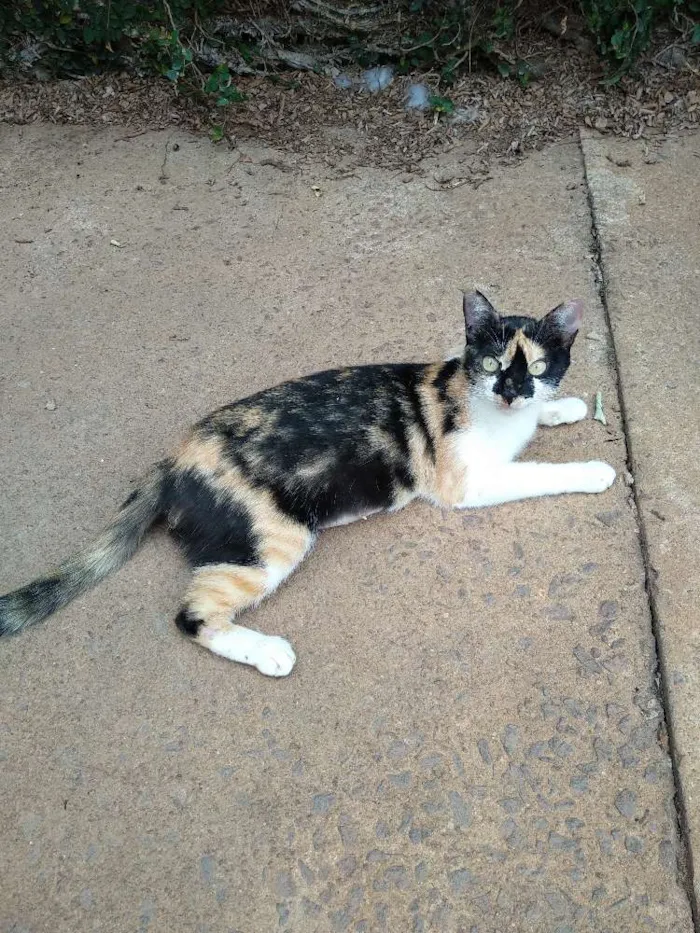 Gato ra a Srd idade 1 ano nome Mimi