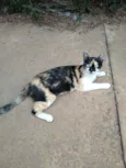 Mimi