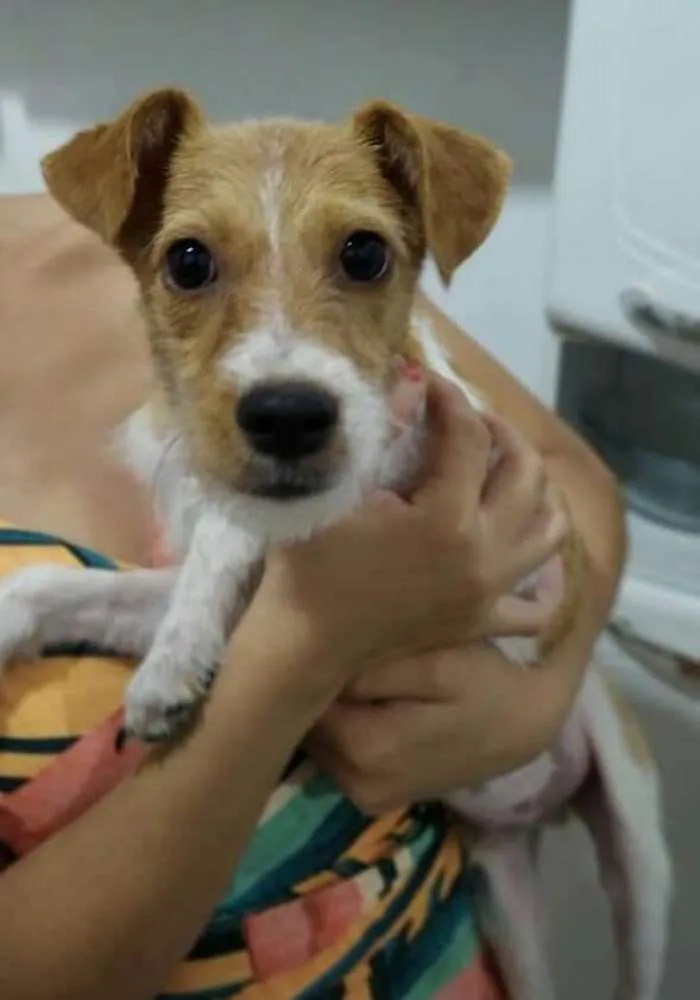 Cachorro ra a Srd idade 7 a 11 meses nome Sheik