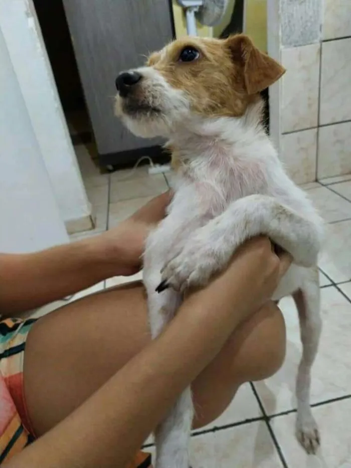 Cachorro ra a Srd idade 7 a 11 meses nome Sheik