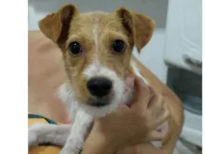 Cachorro raça Srd idade 7 a 11 meses nome Sheik