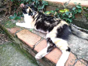 Gato raça Srd idade 1 ano nome Mimi