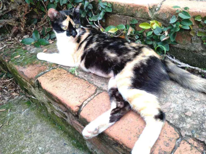 Gato ra a Srd idade 1 ano nome Mimi