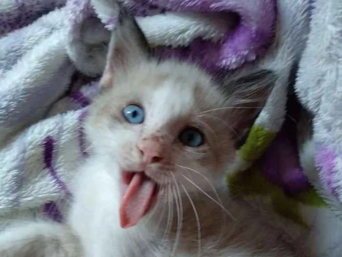 Gato ra a Srd idade 2 a 6 meses nome Rafinha