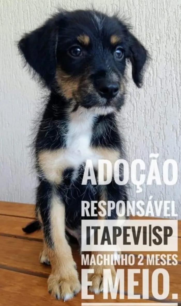 Cachorro raça SRD idade 2 a 6 meses nome Hard