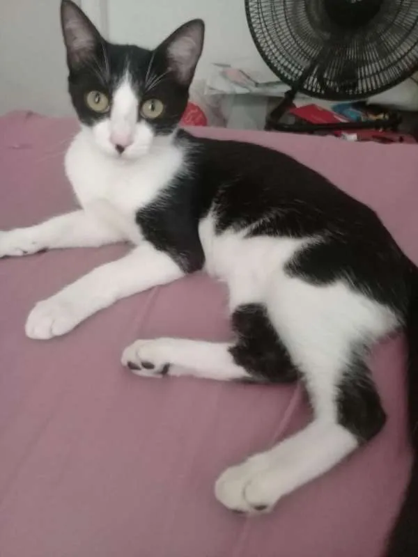 Gato ra a mestiço idade 1 ano nome Tuli