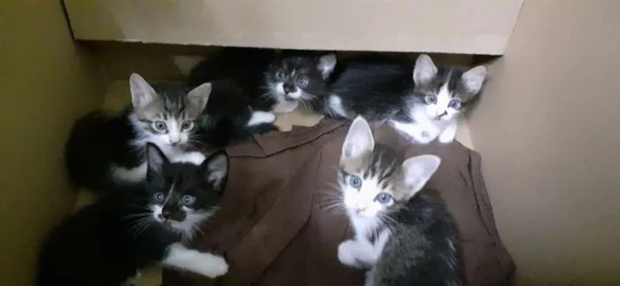 Gato raça De rua idade Abaixo de 2 meses nome Sem nome
