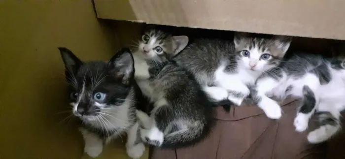 Gato raça De rua idade Abaixo de 2 meses nome Sem nome