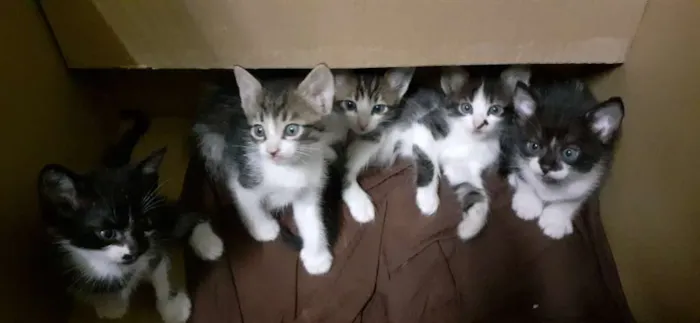 Gato raça De rua idade Abaixo de 2 meses nome Sem nome