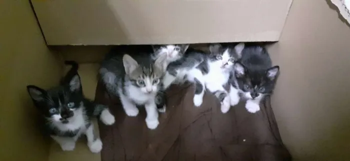 Gato raça De rua idade Abaixo de 2 meses nome Sem nome