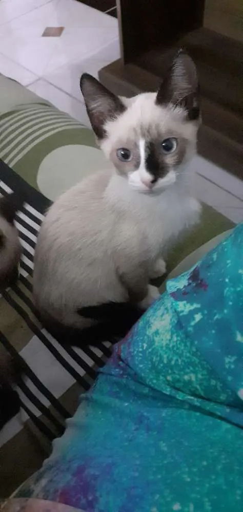 Gato ra a Siamês  idade 2 a 6 meses nome Lana