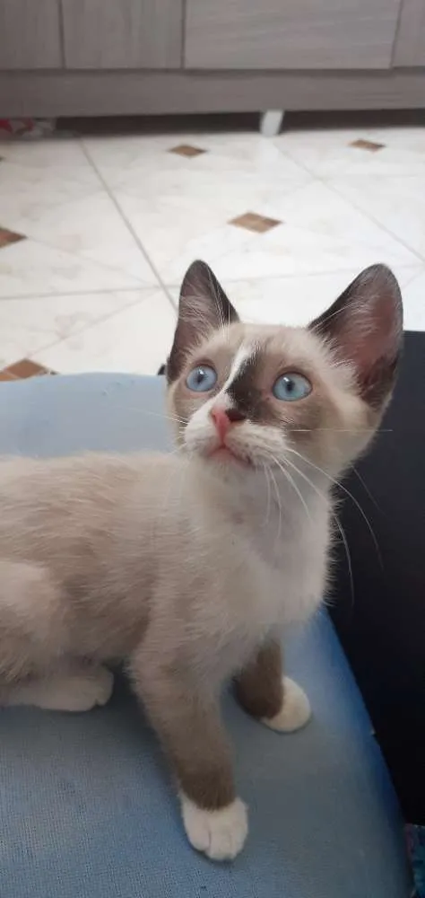 Gato ra a Siamês  idade 2 a 6 meses nome Lana