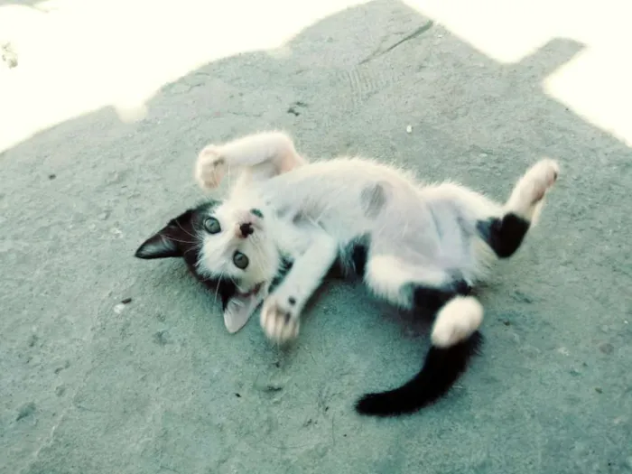 Gato raça Srd idade Abaixo de 2 meses nome Dora