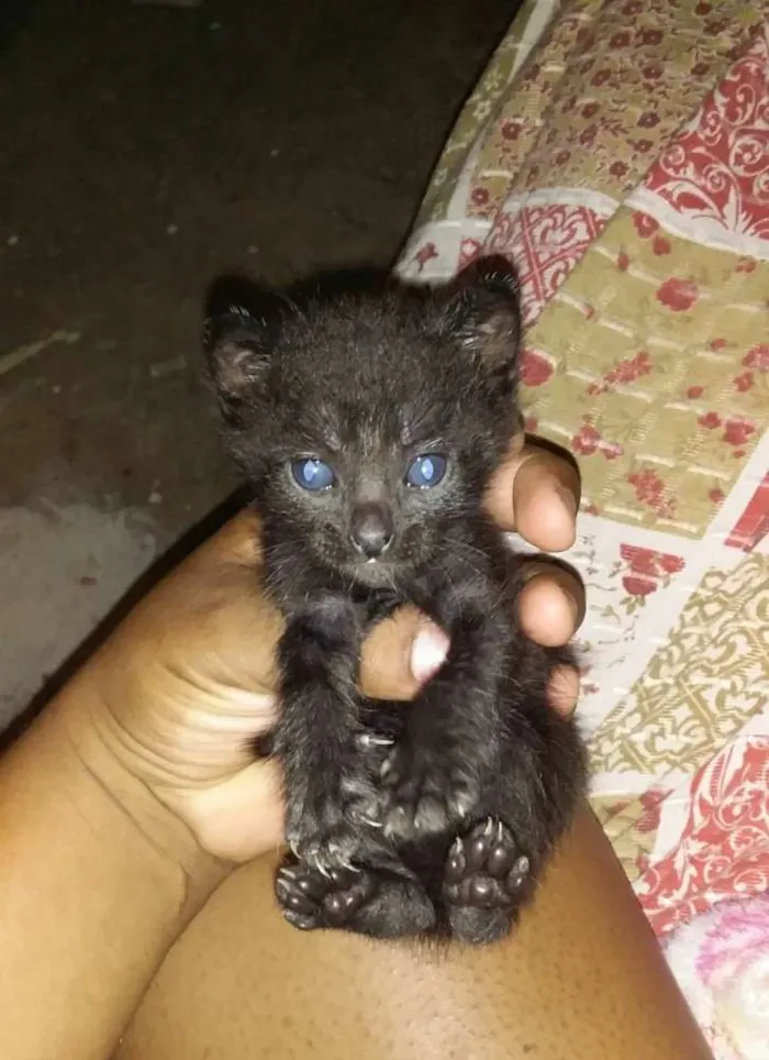 Gato ra a  idade 2 a 6 meses nome Sem nome 