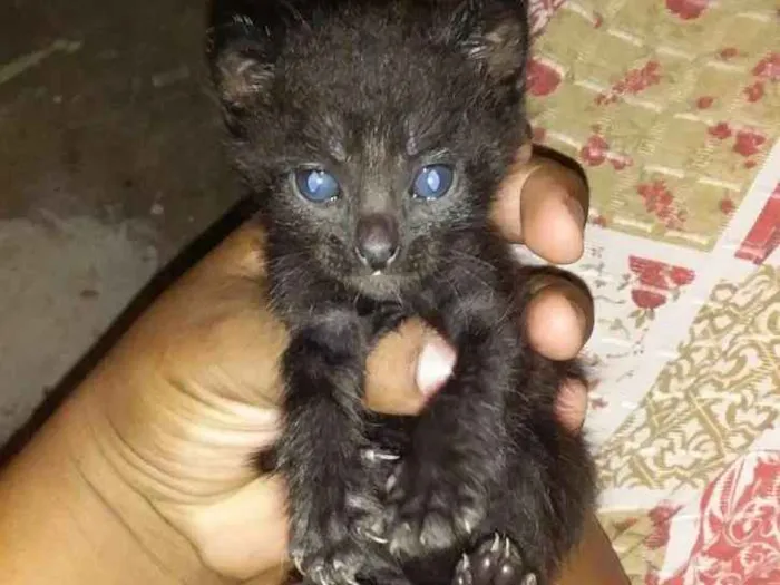 Gato ra a  idade 2 a 6 meses nome Sem nome 