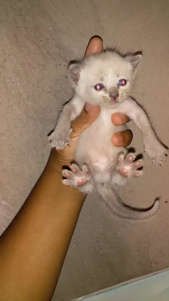 Gato ra a  idade 2 a 6 meses nome Sem nome 