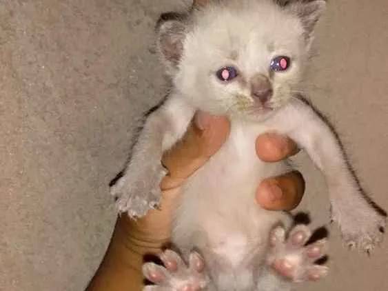 Gato ra a  idade 2 a 6 meses nome Sem nome 