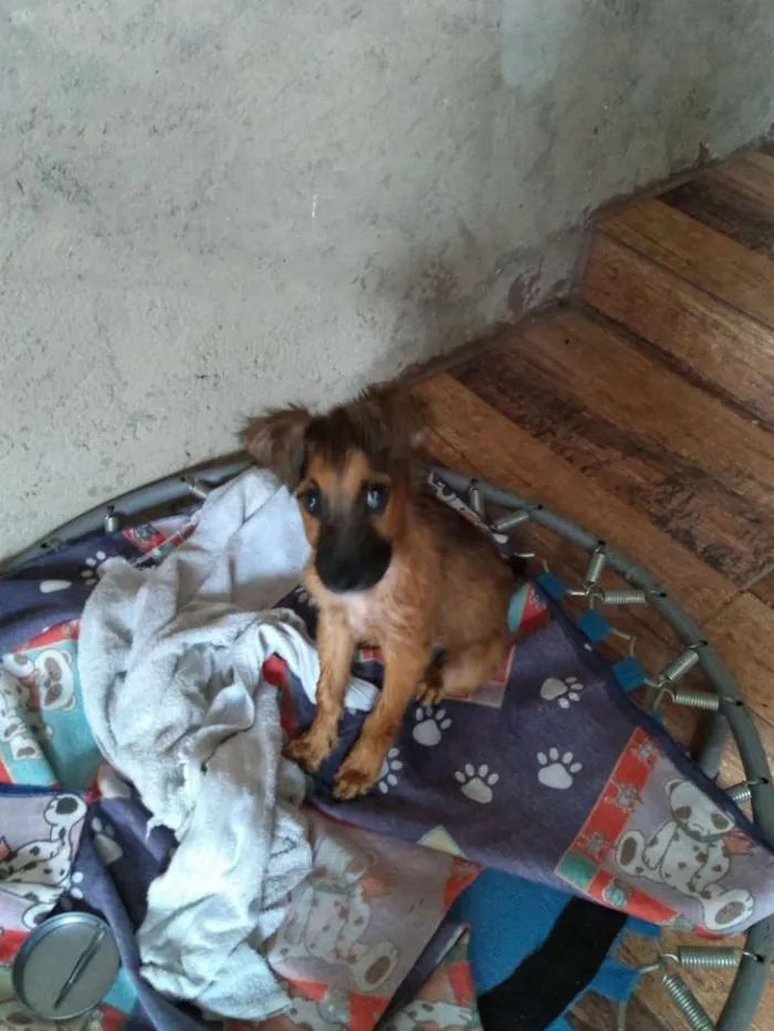 Cachorro ra a Não sei idade Abaixo de 2 meses nome Sem nome