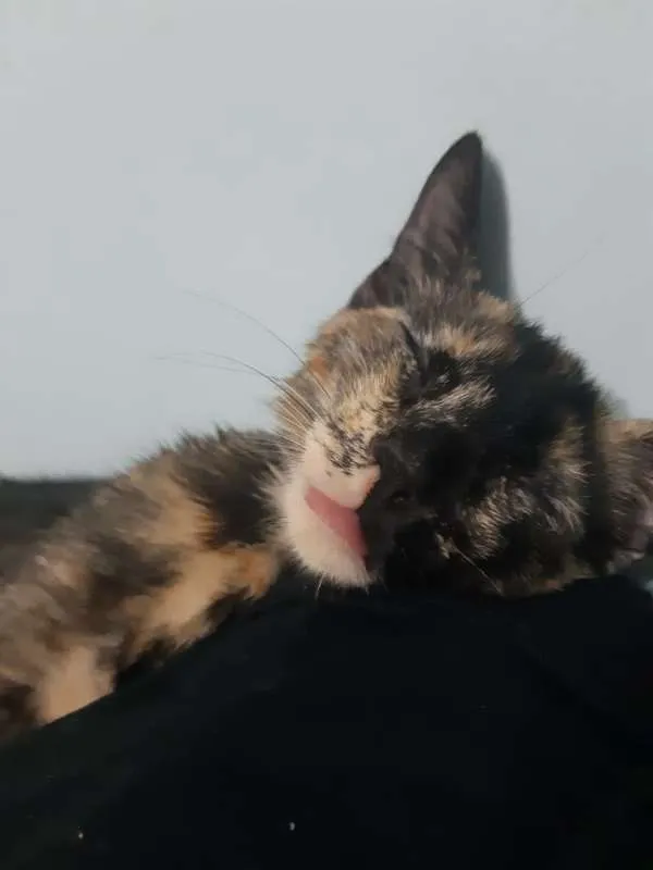 Gato ra a SRD idade 2 a 6 meses nome Pandora
