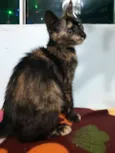 Pandora