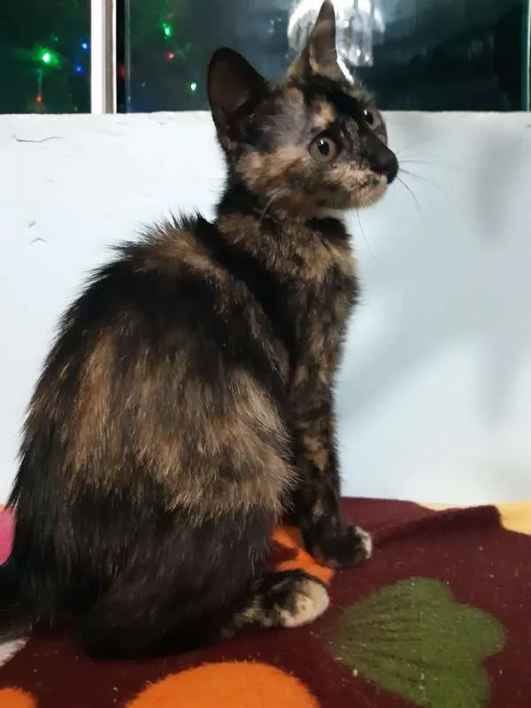 Gato ra a SRD idade 2 a 6 meses nome Pandora