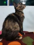Pandora