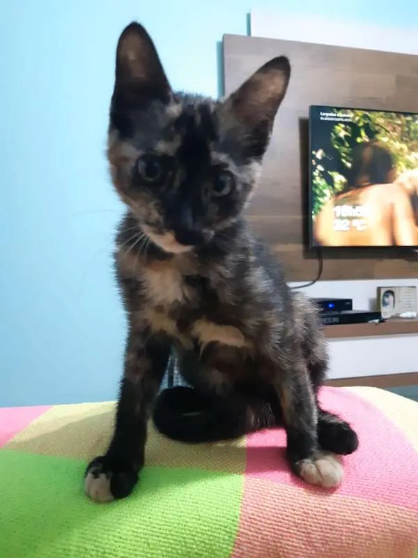 Gato ra a SRD idade 2 a 6 meses nome Pandora