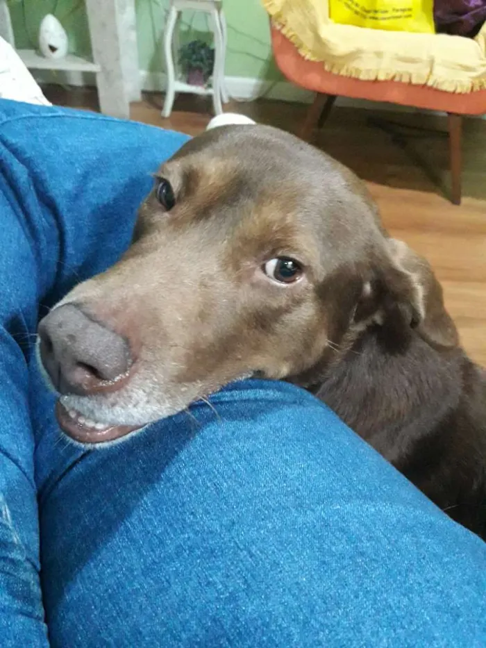 Cachorro ra a Labrador com rotiveiler idade 3 anos nome Não sei chamo de apo