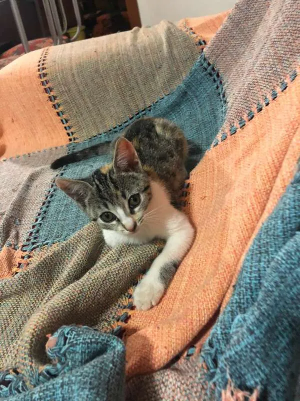 Gato ra a SRD idade 2 a 6 meses nome Vitória
