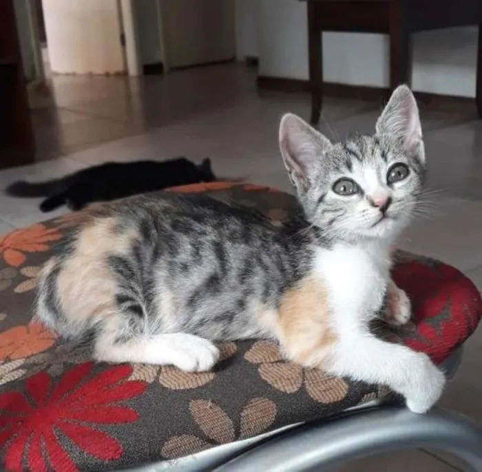 Gato ra a SRD idade 2 a 6 meses nome Vitória