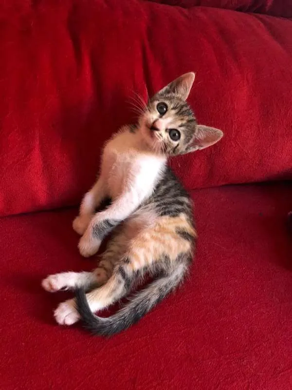 Gato ra a SRD idade 2 a 6 meses nome Vitória