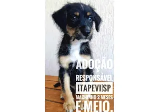 Cachorro raça SRD idade 2 a 6 meses nome Hard
