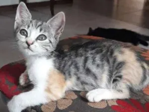 Gato raça SRD idade 2 a 6 meses nome Vitória