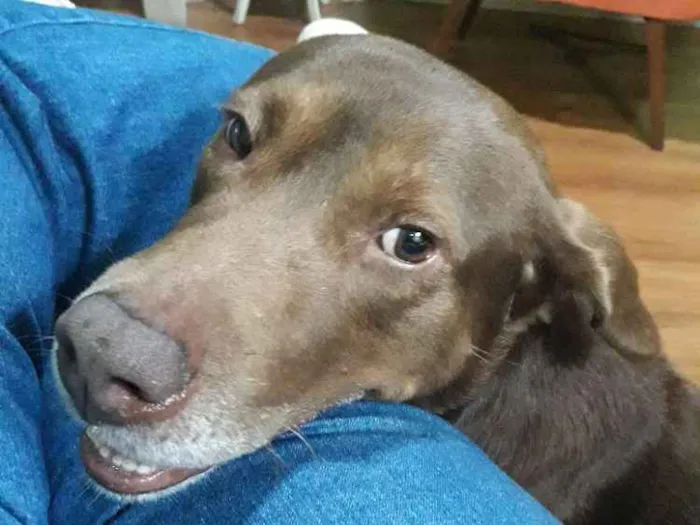Cachorro ra a Labrador com rotiveiler idade 3 anos nome Não sei chamo de apo