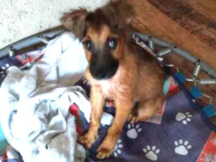 Cachorro ra a Não sei idade Abaixo de 2 meses nome Sem nome