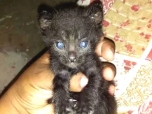 Gato raça  idade 2 a 6 meses nome Sem nome 