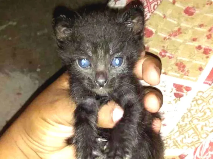 Gato ra a  idade 2 a 6 meses nome Sem nome 