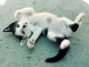 Gato raça Srd idade Abaixo de 2 meses nome Dora