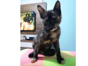 Gato raça SRD idade 2 a 6 meses nome Pandora