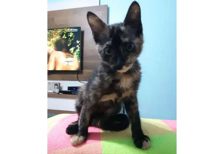 Gato ra a SRD idade 2 a 6 meses nome Pandora
