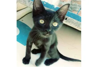 Gato raça Srd idade 2 a 6 meses nome Amora