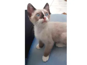 Gato raça Siamês  idade 2 a 6 meses nome Lana