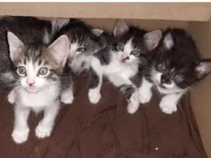 Gato raça De rua idade Abaixo de 2 meses nome Sem nome