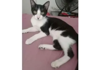 Gato raça mestiço idade 1 ano nome Tuli