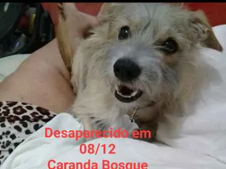 Cachorro ra a SRD idade 2 anos nome Eduardinho