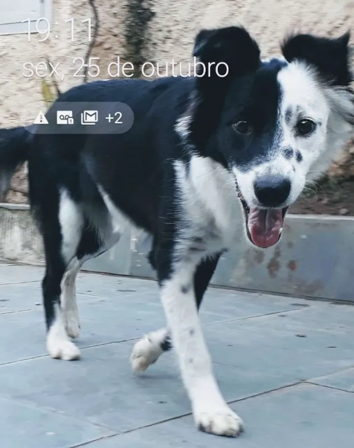 Cachorro ra a S.R.D. idade 7 a 11 meses nome Zoe