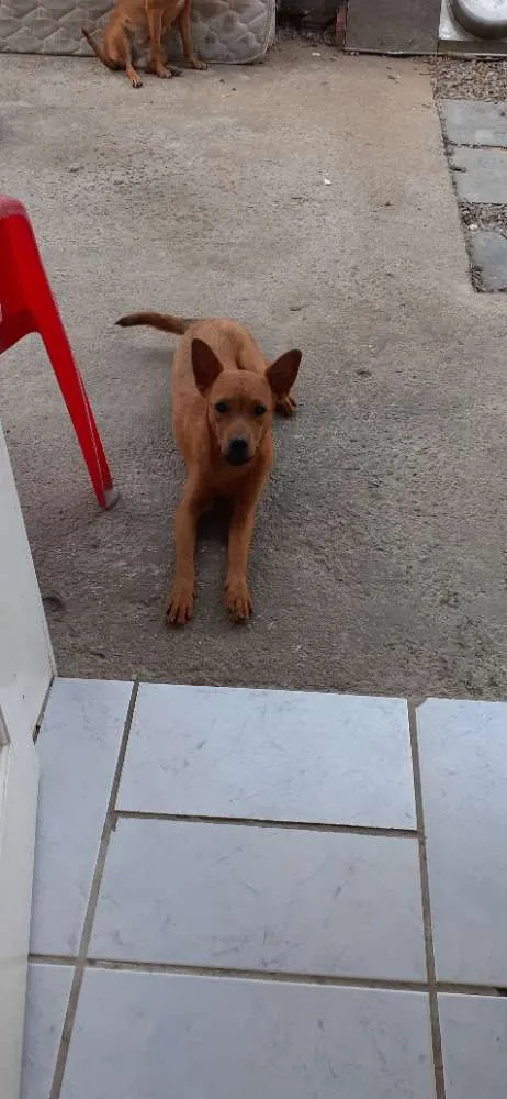 Cachorro ra a Sim idade 1 ano nome Princesa 