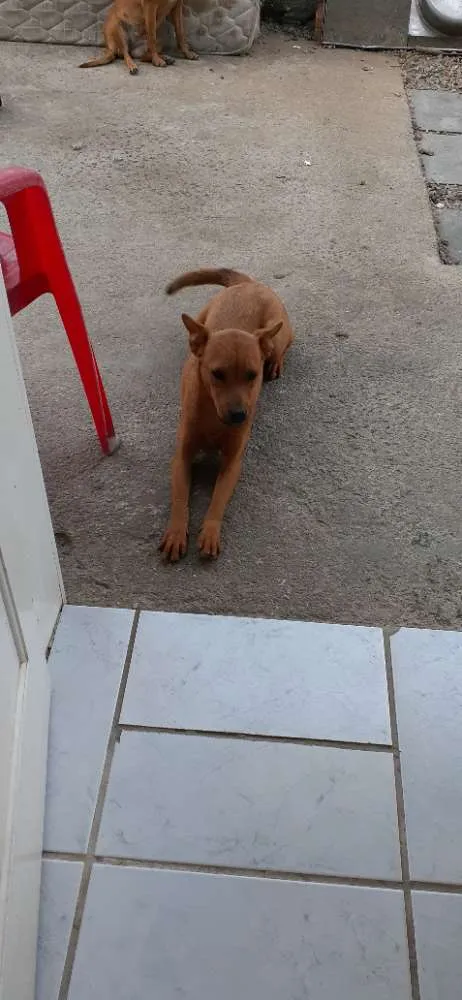 Cachorro ra a Sim idade 1 ano nome Princesa 