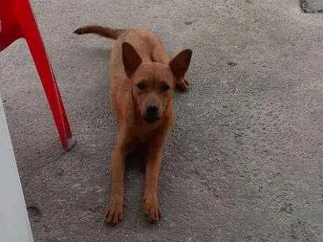 Cachorro ra a Sim idade 1 ano nome Princesa 